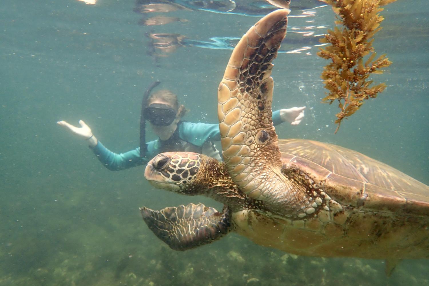 一名<a href='http://ecw.ngskmc-eis.net'>博彩网址大全</a>学生在Galápagos群岛游学途中与一只巨龟游泳.